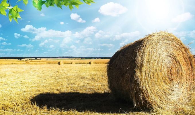 Obrazek dekoracyjny: bela słomy leży na polu